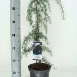Treurceder (Cedrus Deodara 'Pendula') -Exporteren Tuin Zorgzaam Winkel cedrus deodara pendula c3 m 1