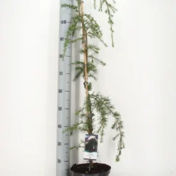 Treurceder (Cedrus Deodara 'Pendula') -Exporteren Tuin Zorgzaam Winkel cedrus deodara pendula c5 m 1