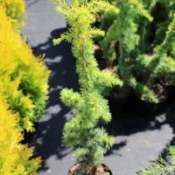 Atlasceder (Cedrus Libani 'Atlantica Aurea') -Exporteren Tuin Zorgzaam Winkel cedrus libani atlantica aurea