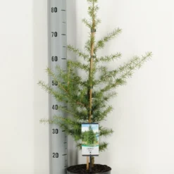 Libanonceder (Cedrus Libani) -Exporteren Tuin Zorgzaam Winkel cedrus libani c3 m 1