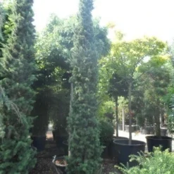 Zuilvormige Ceder (Cedrus Libani 'Fastigiata') -Exporteren Tuin Zorgzaam Winkel cedrus libani fastigiata 250 300 350 c130 1