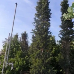 Zuilvormige Ceder (Cedrus Libani 'Fastigiata') -Exporteren Tuin Zorgzaam Winkel cedrus libani fastigiata 300 350 c250 1