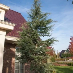 Atlasceder (Cedrus Libani 'Glauca') -Exporteren Tuin Zorgzaam Winkel cedrus libani glauca