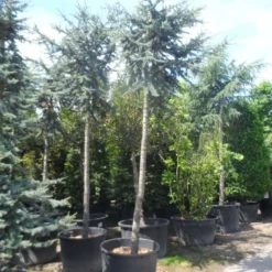 Atlasceder (Cedrus Libani 'Glauca') -Exporteren Tuin Zorgzaam Winkel cedrus libani glauca 25 30ho c240
