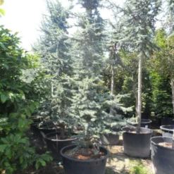 Atlasceder (Cedrus Libani 'Glauca') -Exporteren Tuin Zorgzaam Winkel cedrus libani glauca 350 400 c240