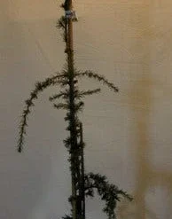 Treurceder Als Boom (Cedrus Libani 'Glauca Pendula') -Exporteren Tuin Zorgzaam Winkel cedrus libani glauca pendula