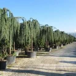 Treurceder Als Boom (Cedrus Libani 'Glauca Pendula') -Exporteren Tuin Zorgzaam Winkel cedrus libani glauca pendula 2 1