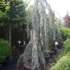 Treurceder Als Boom (Cedrus Libani 'Glauca Pendula') -Exporteren Tuin Zorgzaam Winkel cedrus libani glauca pendula 350 400 c160 1