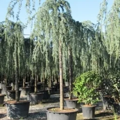 Treurceder Als Boom (Cedrus Libani 'Glauca Pendula') -Exporteren Tuin Zorgzaam Winkel cedrus libani glauca pendula 3 1