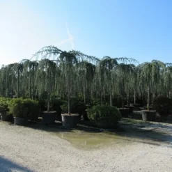 Treurceder Als Boom (Cedrus Libani 'Glauca Pendula') -Exporteren Tuin Zorgzaam Winkel cedrus libani glauca pendula 4