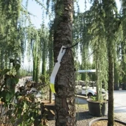 Treurceder Als Boom (Cedrus Libani 'Glauca Pendula') -Exporteren Tuin Zorgzaam Winkel cedrus libani glauca pendula 5