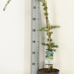 Treurceder Als Boom (Cedrus Libani 'Glauca Pendula') -Exporteren Tuin Zorgzaam Winkel cedrus libani glauca pendula c3 m