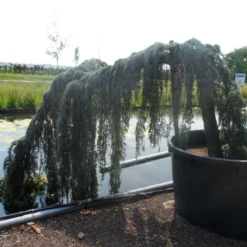 Treurceder Op Stam (Cedrus Libani 'Glauca Pendula') -Exporteren Tuin Zorgzaam Winkel cedrus libani glauca pendula halfstam c1000 solitair