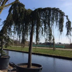 Treurceder Als Boom (Cedrus Libani 'Glauca Pendula') -Exporteren Tuin Zorgzaam Winkel cedrus libani glauca pendula hoogstam solt