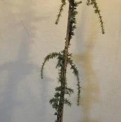 Treurceder Als Boom (Cedrus Libani 'Glauca Pendula') -Exporteren Tuin Zorgzaam Winkel cedrus libani glaucapendula150 175