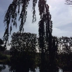 Treurceder Als Boom (Cedrus Libani 'Glauca Pendula') -Exporteren Tuin Zorgzaam Winkel cedrus libanica glauca pendula solitair geveerd