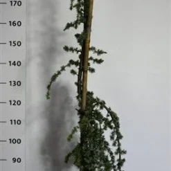 Treurceder (Cedrus Libani 'Glauca Pendula') -Exporteren Tuin Zorgzaam Winkel cedrusglaucape
