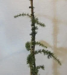 Treurceder Als Boom (Cedrus Libani 'Glauca Pendula') -Exporteren Tuin Zorgzaam Winkel celibanicaglauca pendula080