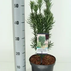 Knoptaxus (Cephalotaxus Harringtonia 'Fastigiata') -Exporteren Tuin Zorgzaam Winkel cephalotaxus harr. fastigiata winter c3 m 1