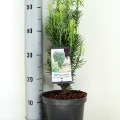 Knoptaxus (Cephalotaxus Harringtonia 'Fastigiata') -Exporteren Tuin Zorgzaam Winkel cephalotaxus harr. fastigiata zomer c3 m 1