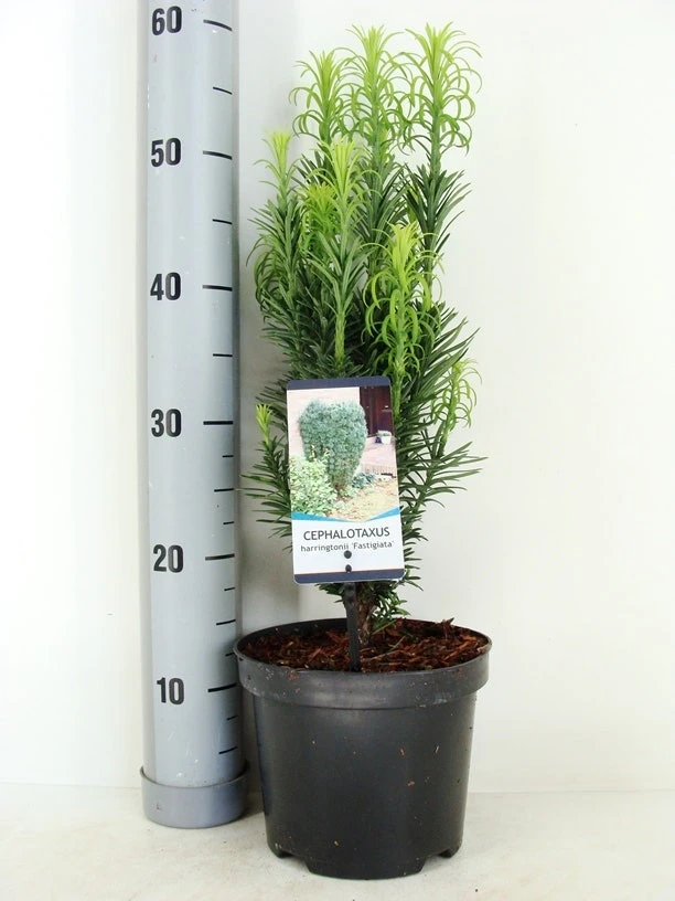 Knoptaxus (Cephalotaxus Harringtonia 'Fastigiata') 7 Knoptaxus (Cephalotaxus Harringtonia 'Fastigiata') - Afbeelding 5