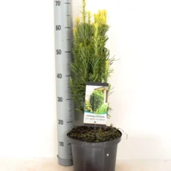 Knoptaxus (Cephalotaxus Harringtonia 'Fastigiata') -Exporteren Tuin Zorgzaam Winkel cephalotaxus harringtonia fastigiata zomer c5 m 1