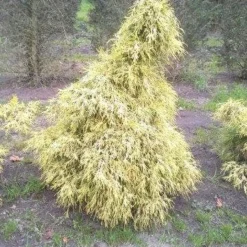 Cypres (Chamaecyparis Pisifera 'Filifera Aurea') -Exporteren Tuin Zorgzaam Winkel cham l aurea