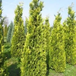 Gele Haagconifeer (Chamaecyparis Lawsoniana 'Ivonne')
