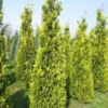 Gele Haagconifeer (Chamaecyparis Lawsoniana 'Ivonne') -Exporteren Tuin Zorgzaam Winkel cham l ivonne 250 300 1 2