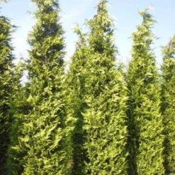 Gele Haagconifeer (Chamaecyparis Lawsoniana 'Ivonne') -Exporteren Tuin Zorgzaam Winkel cham l ivonne 400 450 2