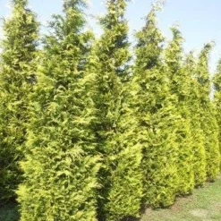 Gele Haagconifeer (Chamaecyparis Lawsoniana 'Ivonne') -Exporteren Tuin Zorgzaam Winkel cham l ivonne 400 450 1 1