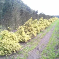 Cypres (Chamaecyparis Pisifera 'Filifera Aurea') -Exporteren Tuin Zorgzaam Winkel cham p aurea 1