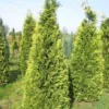 Gele Haagconifeer (Chamaecyparis Lawsoniana 'Stardust') -Exporteren Tuin Zorgzaam Winkel cham stardust 250 1