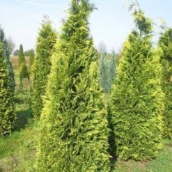 Gele Haagconifeer (Chamaecyparis Lawsoniana 'Stardust')