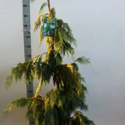 Cypres (Chamaecyparis Nootkatensis 'Pendula') -Exporteren Tuin Zorgzaam Winkel chamacyparis n pendula 100 125 cm co. 10l b kopie