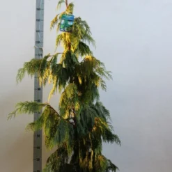 Cypres (Chamaecyparis Nootkatensis 'Pendula') -Exporteren Tuin Zorgzaam Winkel chamacyparis n pendula 100 125 cm co. 10l kopie