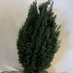 Cypres (Chamaecyparis Lawsoniana 'Ellwoodii') -Exporteren Tuin Zorgzaam Winkel chamacyparislellwoodii060 080