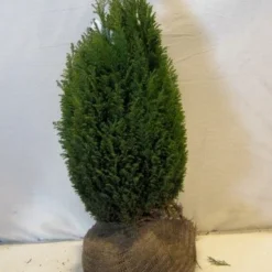 Cypres (Chamaecyparis Lawsoniana 'Ellwoodii') -Exporteren Tuin Zorgzaam Winkel chamacyparislellwoodiigold050 060