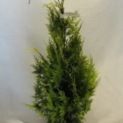 Gele Haagconifeer (Chamaecyparis Lawsoniana 'Ivonne') -Exporteren Tuin Zorgzaam Winkel chamacyparislivonne080 100