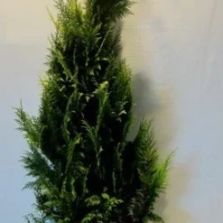 Gele Haagconifeer (Chamaecyparis Lawsoniana 'Ivonne') -Exporteren Tuin Zorgzaam Winkel chamacyparislivonne175 200 1