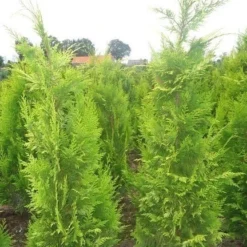 Gele Haagconifeer (Chamaecyparis Lawsoniana 'Ivonne') -Exporteren Tuin Zorgzaam Winkel chamacyparislivonne80125vh 2