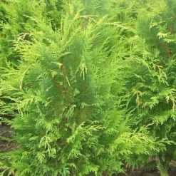 Gele Haagconifeer (Chamaecyparis Lawsoniana 'Stardust') -Exporteren Tuin Zorgzaam Winkel chamacyparislstard60100jv