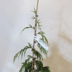 Cypres (Chamaecyparis Nootkatensis 'Pendula') -Exporteren Tuin Zorgzaam Winkel chamacyparisnpendula050 060