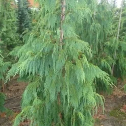 Cypres (Chamaecyparis Nootkatensis 'Pendula') -Exporteren Tuin Zorgzaam Winkel chamacyparisntkpend.125150ak