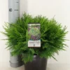 Dwergcipres (Chamaecyparis Lawsoniana 'Globosa') -Exporteren Tuin Zorgzaam Winkel chamaecyparis law. globosa c3 m