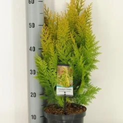 Gele Haagconifeer (Chamaecyparis Lawsoniana 'Ivonne') -Exporteren Tuin Zorgzaam Winkel chamaecyparis law. ivonne c3 m 1