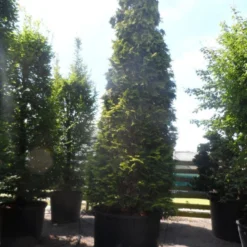 Gele Haagconifeer (Chamaecyparis Lawsoniana 'Ivonne') -Exporteren Tuin Zorgzaam Winkel chamaecyparis lawsoniana ivonne 500 600 c750