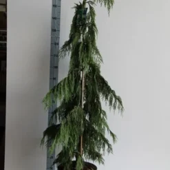 Cypres (Chamaecyparis Nootkatensis 'Pendula') -Exporteren Tuin Zorgzaam Winkel chamaecyparis n. pendula 125 150 cm co. 12l v