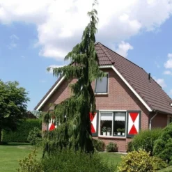 Cypres (Chamaecyparis Nootkatensis 'Pendula') -Exporteren Tuin Zorgzaam Winkel chamaecyparis nootk. pendula