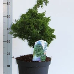 Dwergcypres (Chamaecyparis Obtusa 'Nana Gracilis') -Exporteren Tuin Zorgzaam Winkel chamaecyparis o nana gracilis 30 35 cm co. 7.5l v